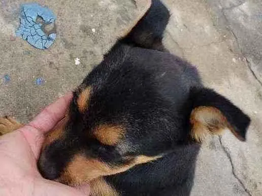 Cachorro ra a RND idade 2 a 6 meses nome Pipoca