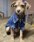 COOKIE