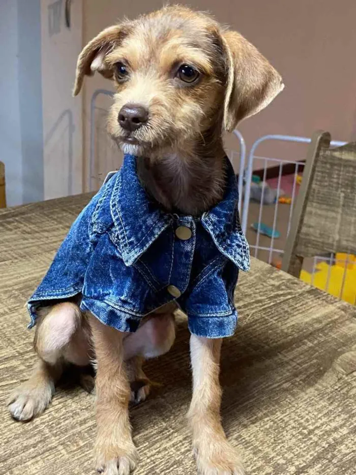 Cachorro ra a Sem raça definida  idade 2 a 6 meses nome COOKIE 