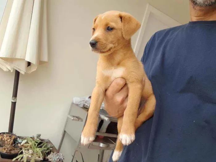 Cachorro raça Não definida idade Abaixo de 2 meses nome Sem nome