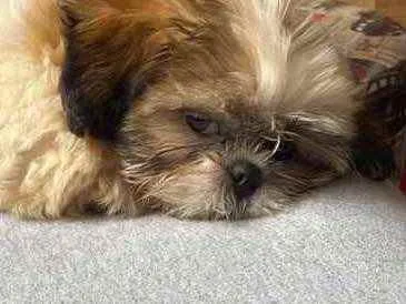 Cachorro ra a Shihtzu idade 2 a 6 meses nome Malu