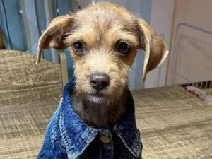 Cachorro raça Sem raça definida  idade 2 a 6 meses nome COOKIE 