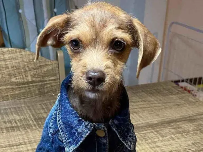 Cachorro ra a Sem raça definida  idade 2 a 6 meses nome COOKIE 