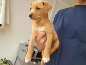 Cachorro raça Não definida idade Abaixo de 2 meses nome Sem nome