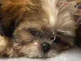 Cachorro raça Shihtzu idade 2 a 6 meses nome Malu