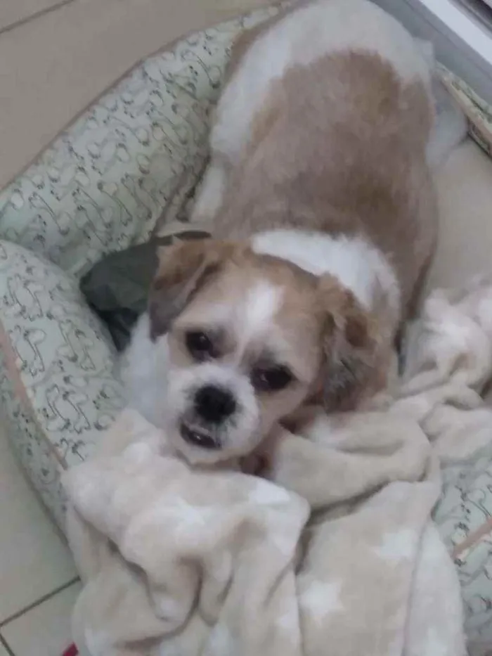 Cachorro raça Shitzu idade 6 ou mais anos nome Sansão 