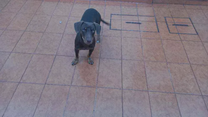 Cachorro ra a Dachshund idade 1 ano nome Marileuza