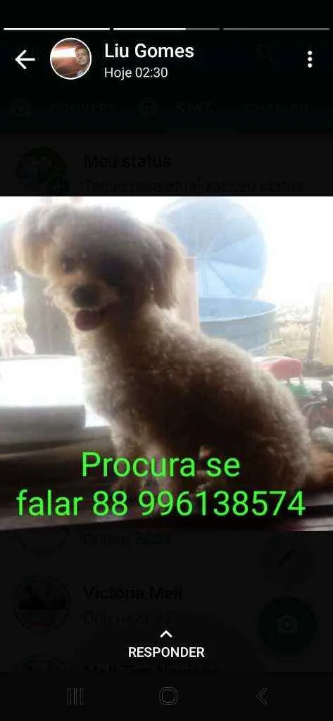 Cachorro ra a Poodle idade 2 anos nome Lyon (Leão)