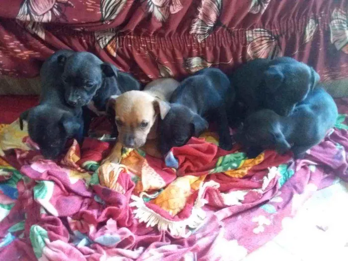 Cachorro ra a  idade 2 a 6 meses nome Não possui nome