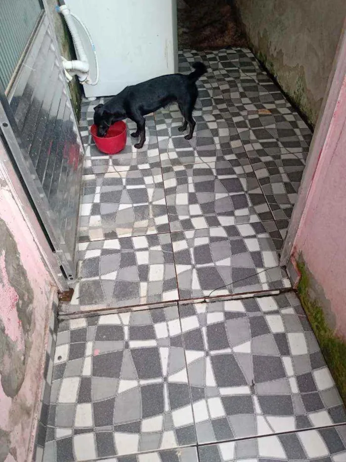 Cachorro raça Sem raça definida  idade 1 ano nome Ayla