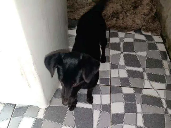 Cachorro raça Sem raça definida  idade 1 ano nome Ayla
