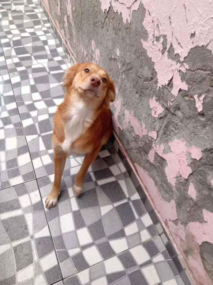 Cachorro raça Sem raça definida  idade 2 anos nome Perola