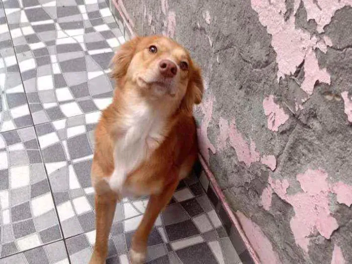Cachorro raça Sem raça definida  idade 2 anos nome Perola