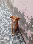 Perola