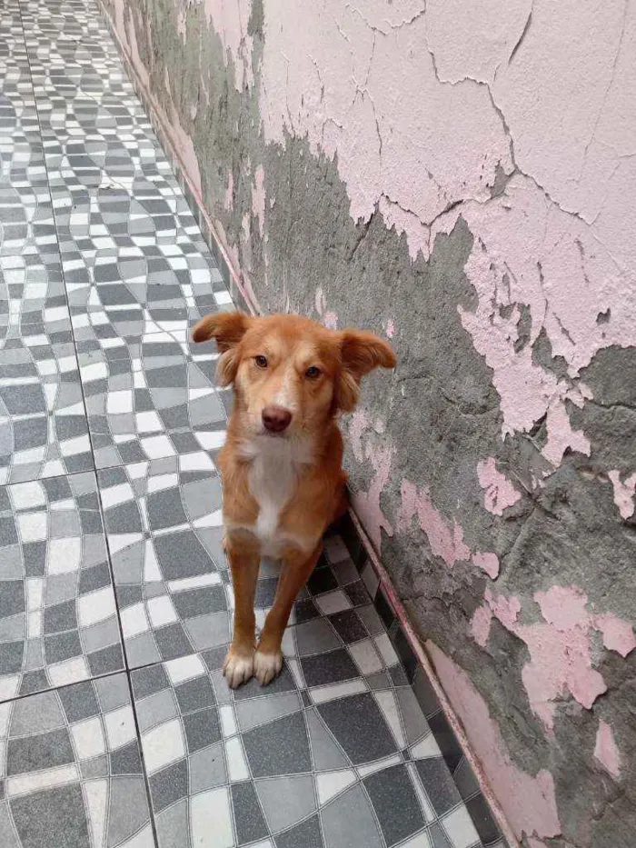 Cachorro raça Sem raça definida  idade 2 anos nome Perola