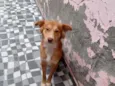 Perola