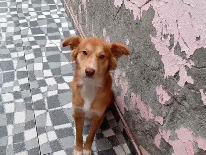 Cachorro raça Sem raça definida  idade 2 anos nome Perola