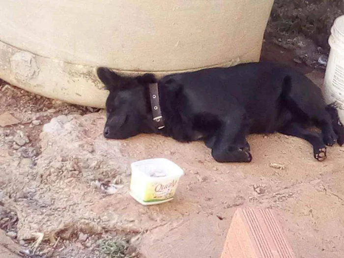 Cachorro ra a Vira lata idade 2 anos nome Safira