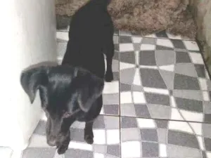 Cachorro raça Sem raça definida  idade 1 ano nome Ayla