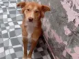 Perola