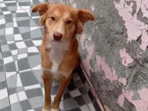 Cachorro raça Sem raça definida  idade 2 anos nome Perola