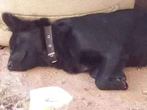 Cachorro raça Vira lata idade 2 anos nome Safira