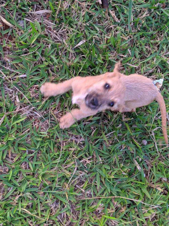 Cachorro ra a SRD idade 2 a 6 meses nome Poderosa