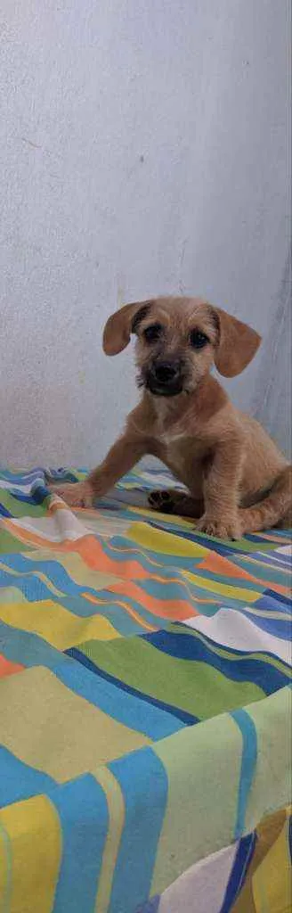 Cachorro ra a SRD idade 2 a 6 meses nome Poderosa