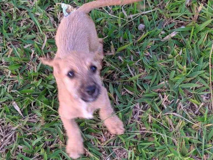 Cachorro ra a SRD idade 2 a 6 meses nome Poderosa