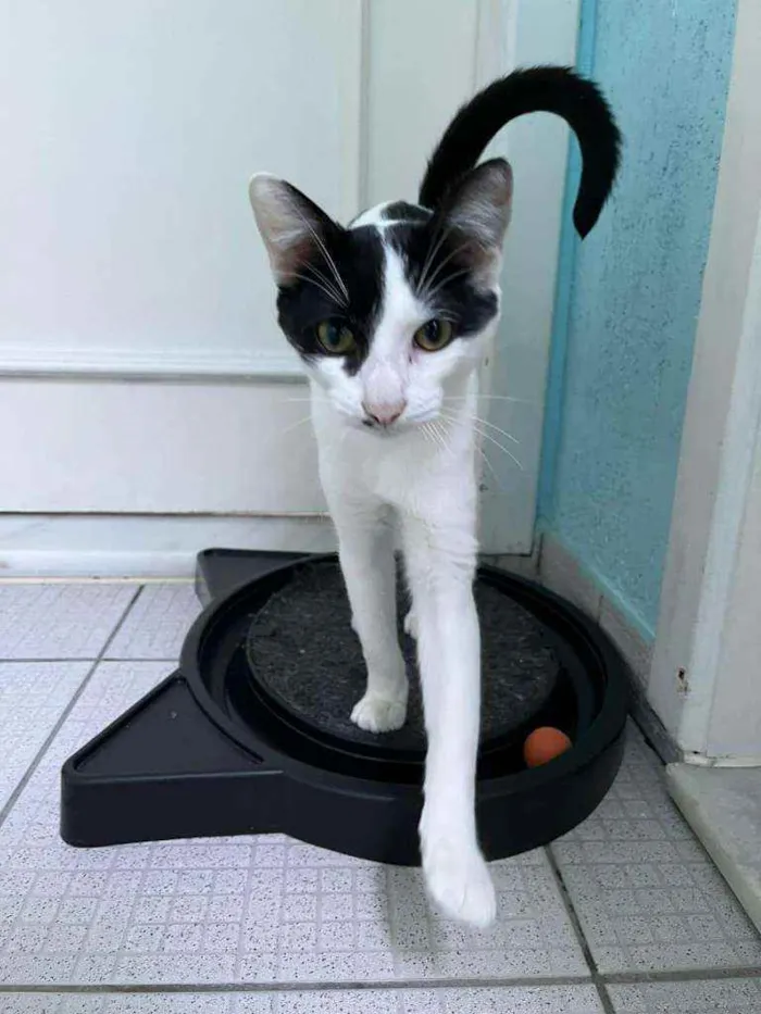 Gato ra a SRD idade 7 a 11 meses nome Frederico (ou Fred)