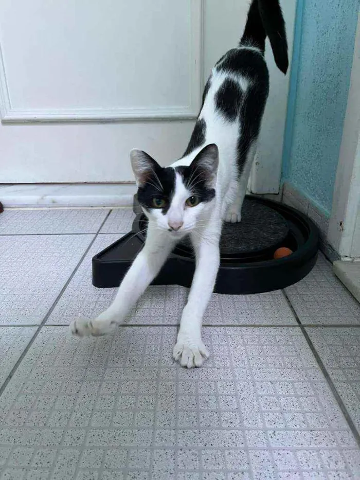 Gato ra a SRD idade 7 a 11 meses nome Frederico (ou Fred)