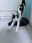 Frederico (ou Fred)