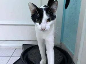 Gato raça SRD idade 7 a 11 meses nome Frederico (ou Fred)