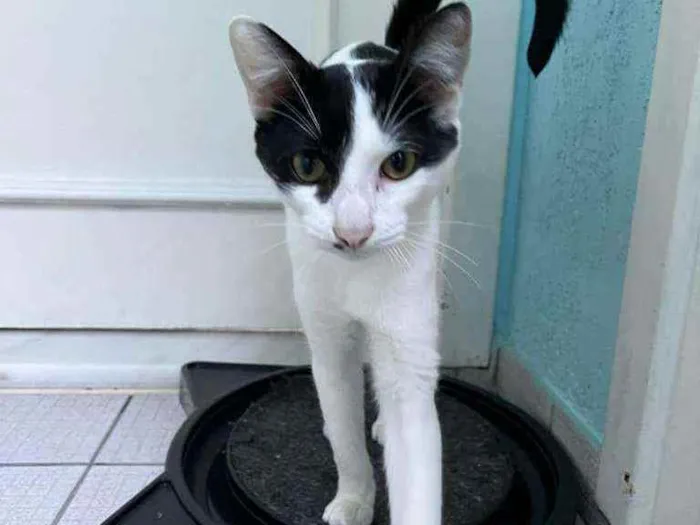Gato ra a SRD idade 7 a 11 meses nome Frederico (ou Fred)