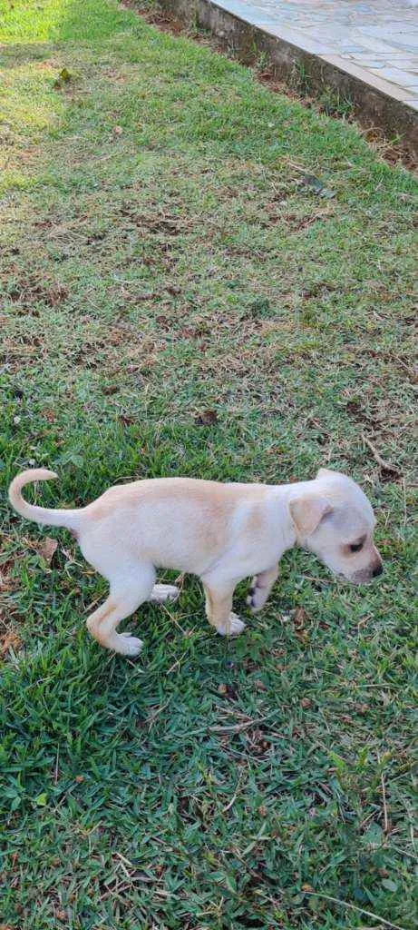 Cachorro raça Box com fila idade Abaixo de 2 meses nome Sem nome, filhote