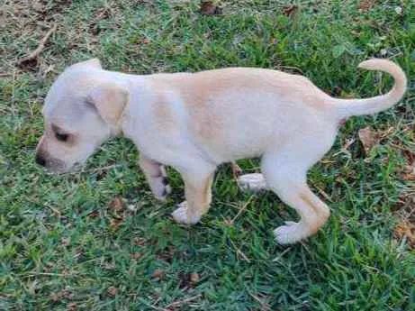 Cachorro raça Box com fila idade Abaixo de 2 meses nome Sem nome, filhote