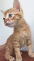Nala