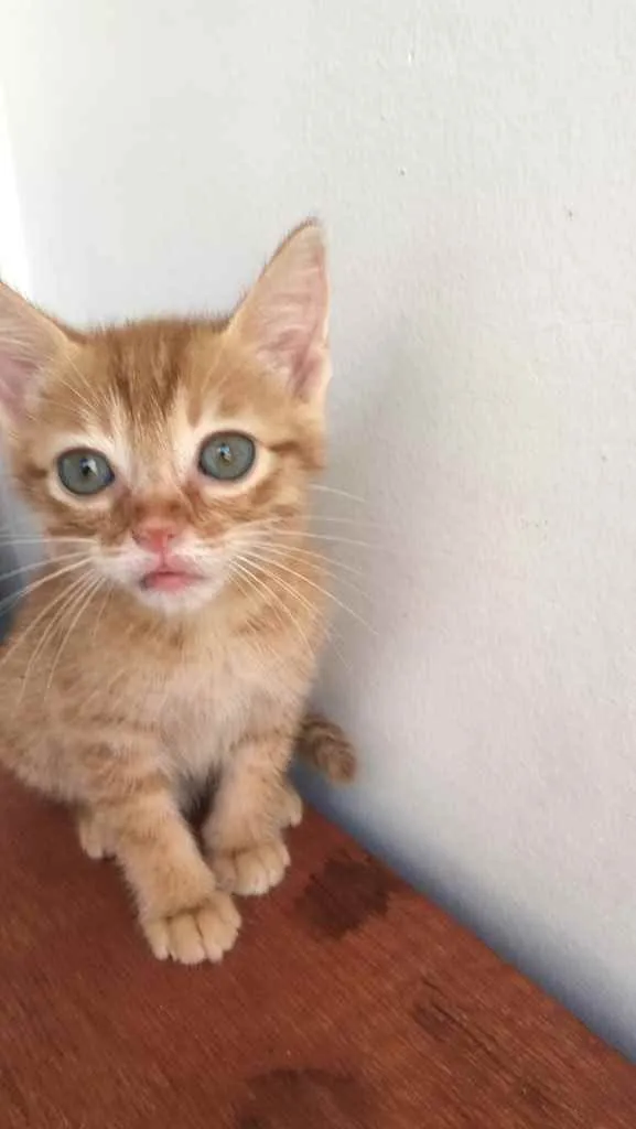 Gato ra a Srd idade Abaixo de 2 meses nome Nala