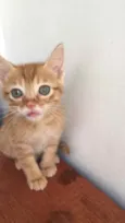 Nala