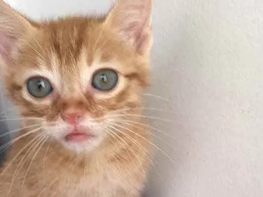 Gato ra a Srd idade Abaixo de 2 meses nome Nala