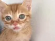 Nala