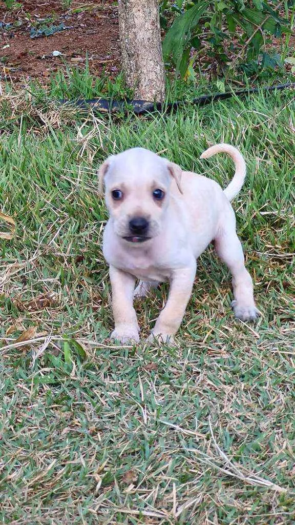 Cachorro raça Box com fila idade Abaixo de 2 meses nome Sem nome, filhote