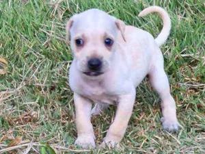 Cachorro raça Box com fila idade Abaixo de 2 meses nome Sem nome, filhote