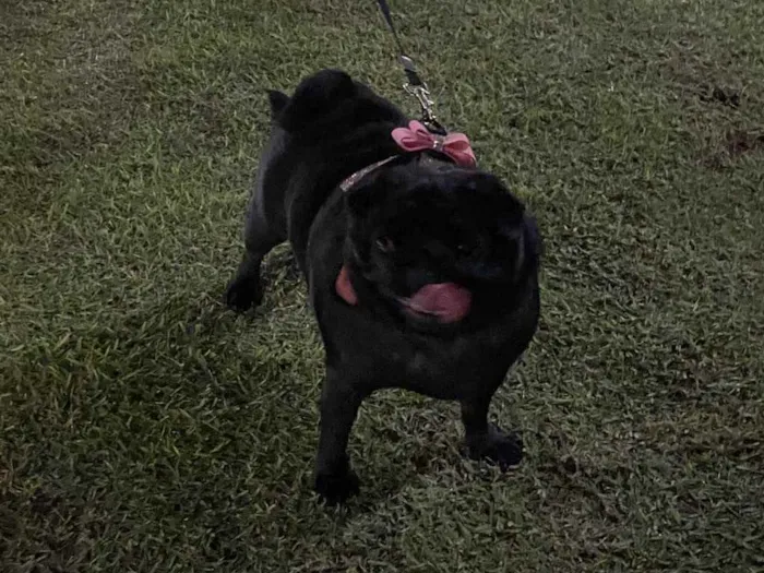 Cachorro raça Pug idade 3 anos nome Odile