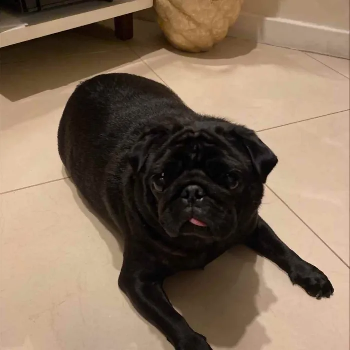 Cachorro raça Pug idade 3 anos nome Odile