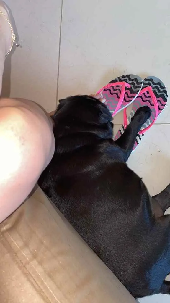 Cachorro raça Pug idade 3 anos nome Odile