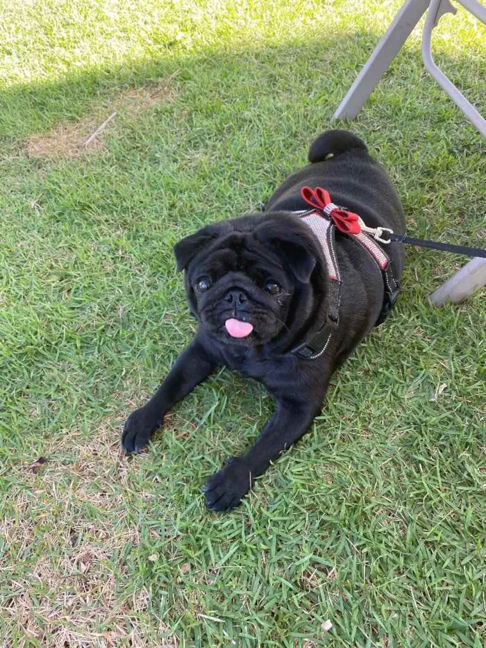 Cachorro raça Pug idade 3 anos nome Odile