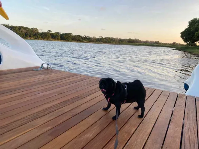 Cachorro raça Pug idade 3 anos nome Odile