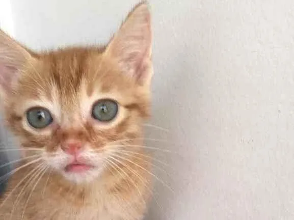 Gato ra a Srd idade Abaixo de 2 meses nome Nala