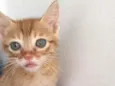 Nala